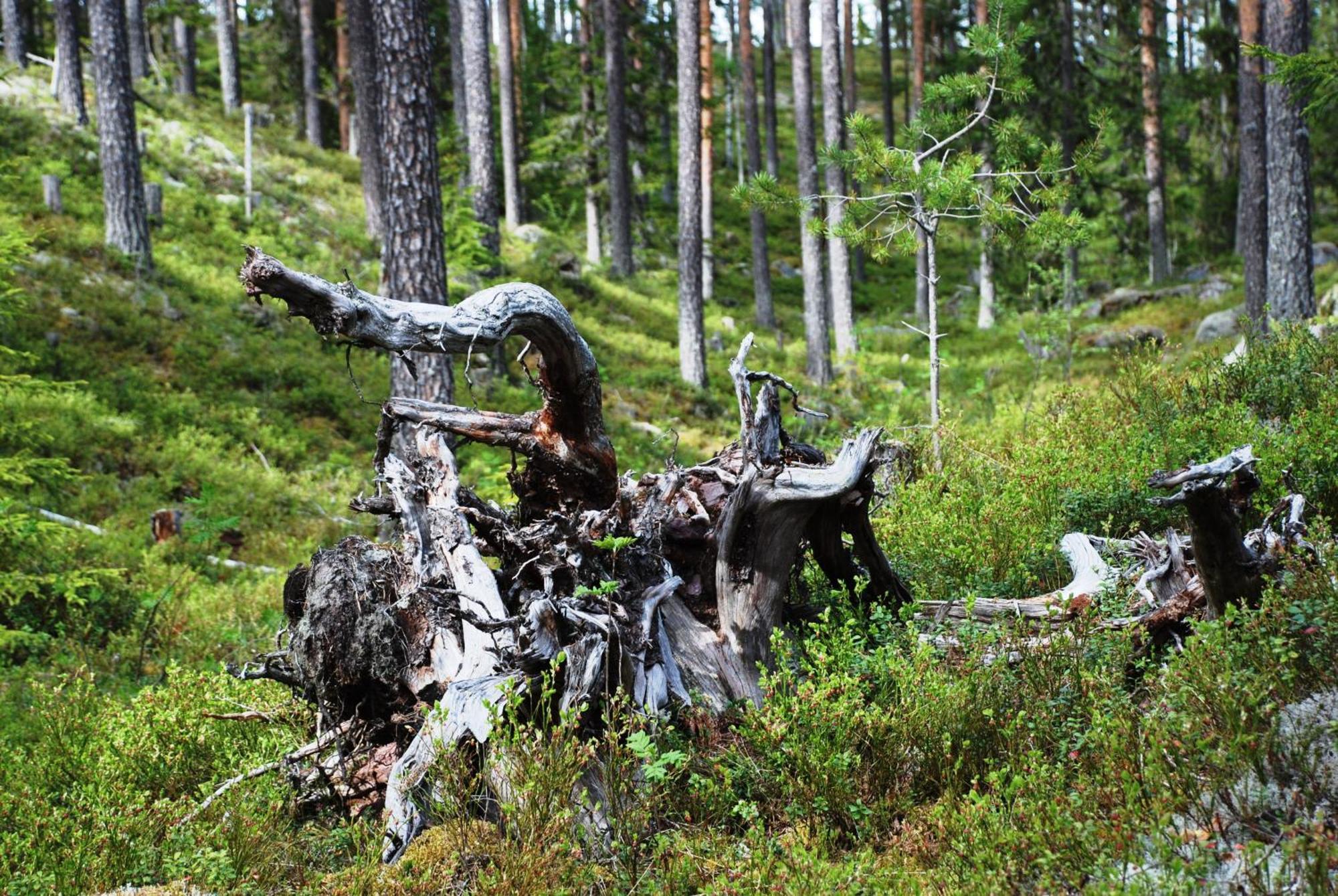 14 - Fulufjellets Nasjonalparker - Natur-, Dyre- Og Fugleopplevelser 特吕西尔 外观 照片