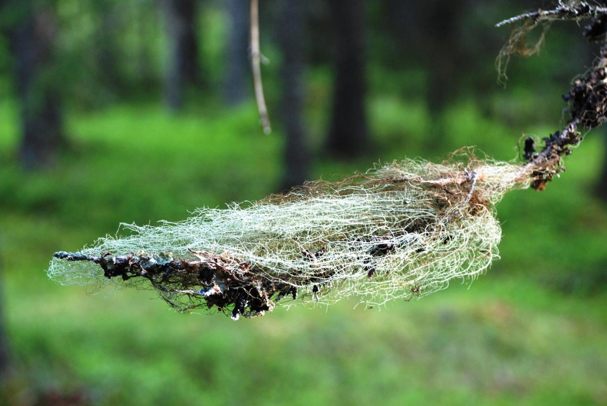 14 - Fulufjellets Nasjonalparker - Natur-, Dyre- Og Fugleopplevelser 特吕西尔 外观 照片