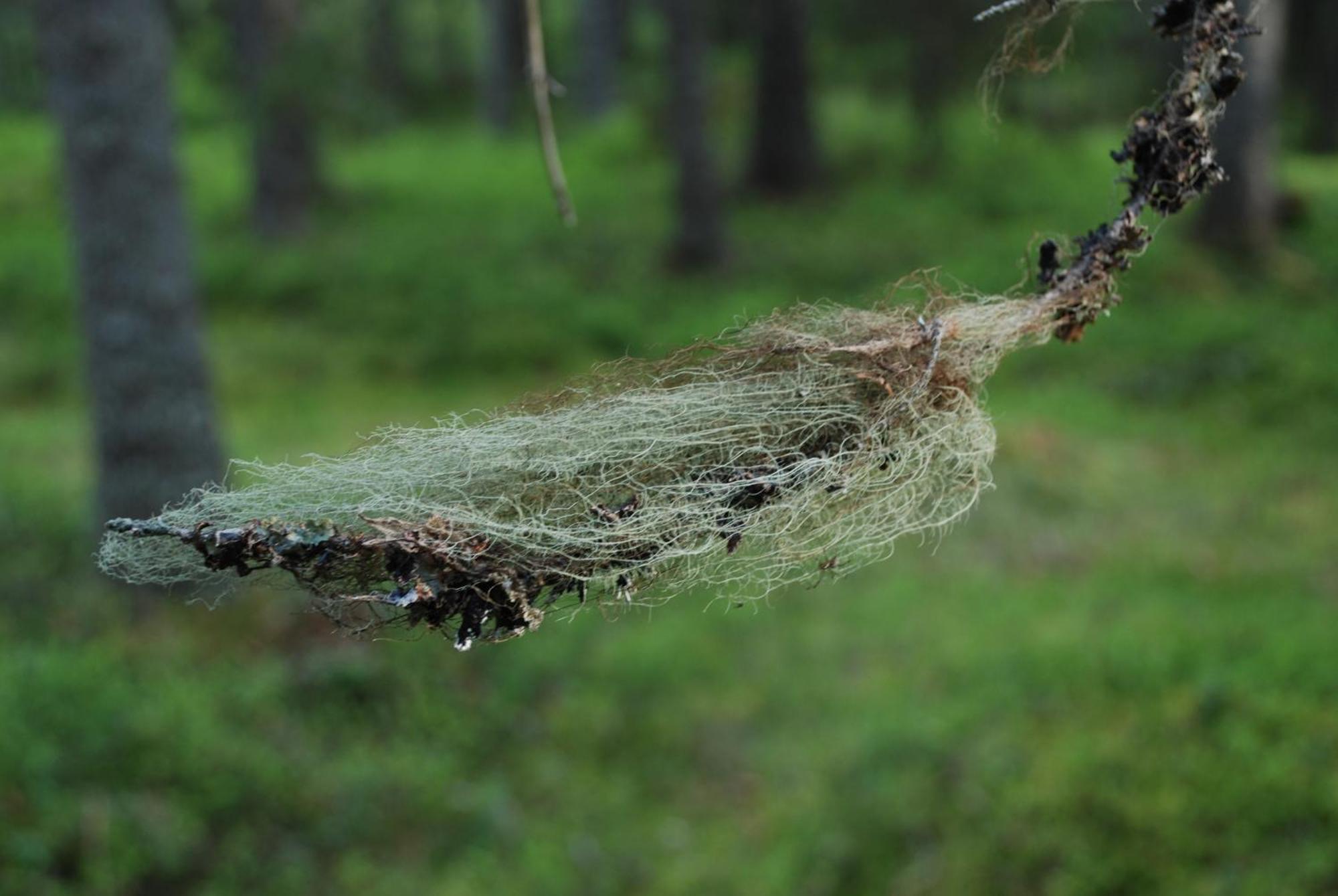 14 - Fulufjellets Nasjonalparker - Natur-, Dyre- Og Fugleopplevelser 特吕西尔 外观 照片