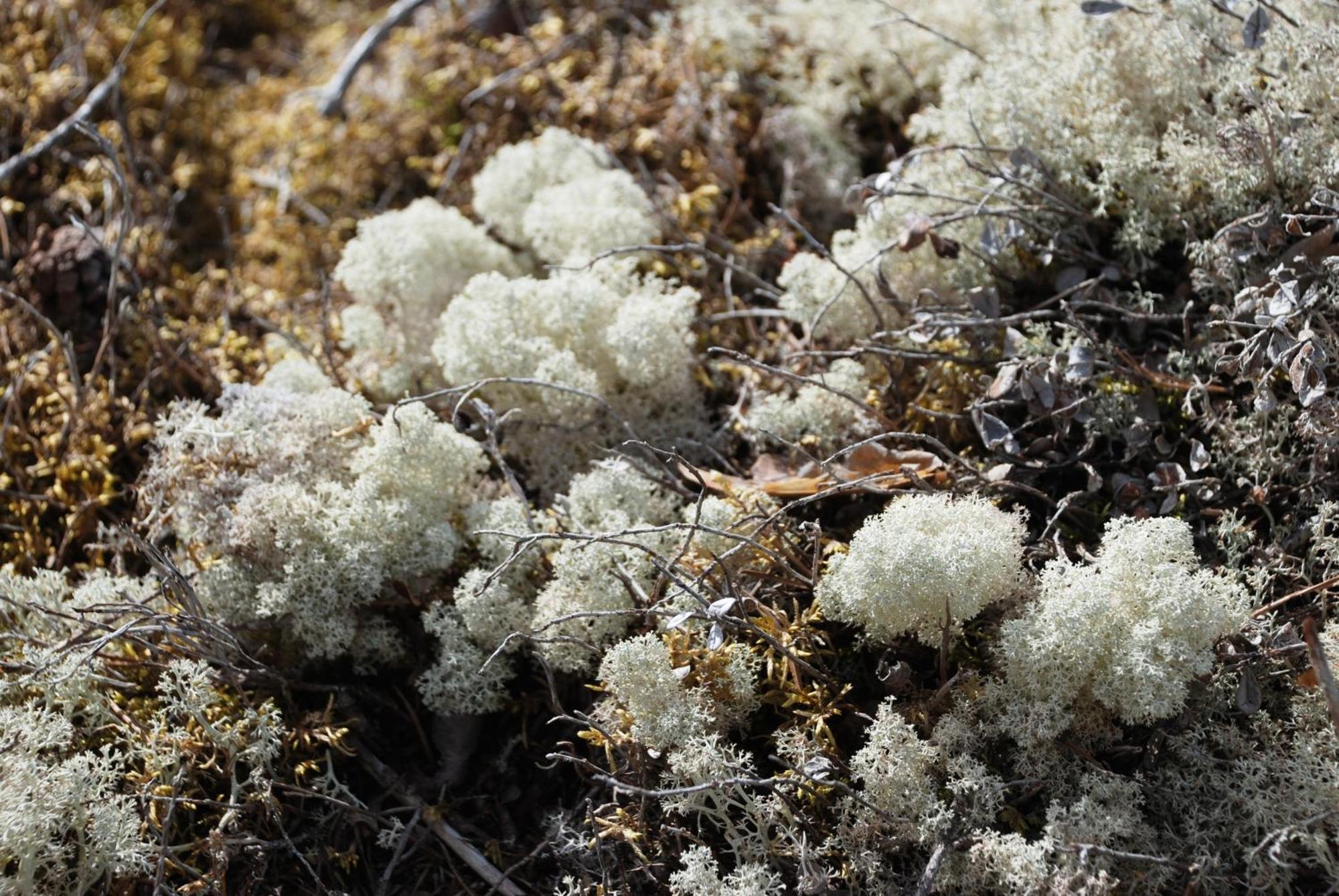14 - Fulufjellets Nasjonalparker - Natur-, Dyre- Og Fugleopplevelser 特吕西尔 外观 照片
