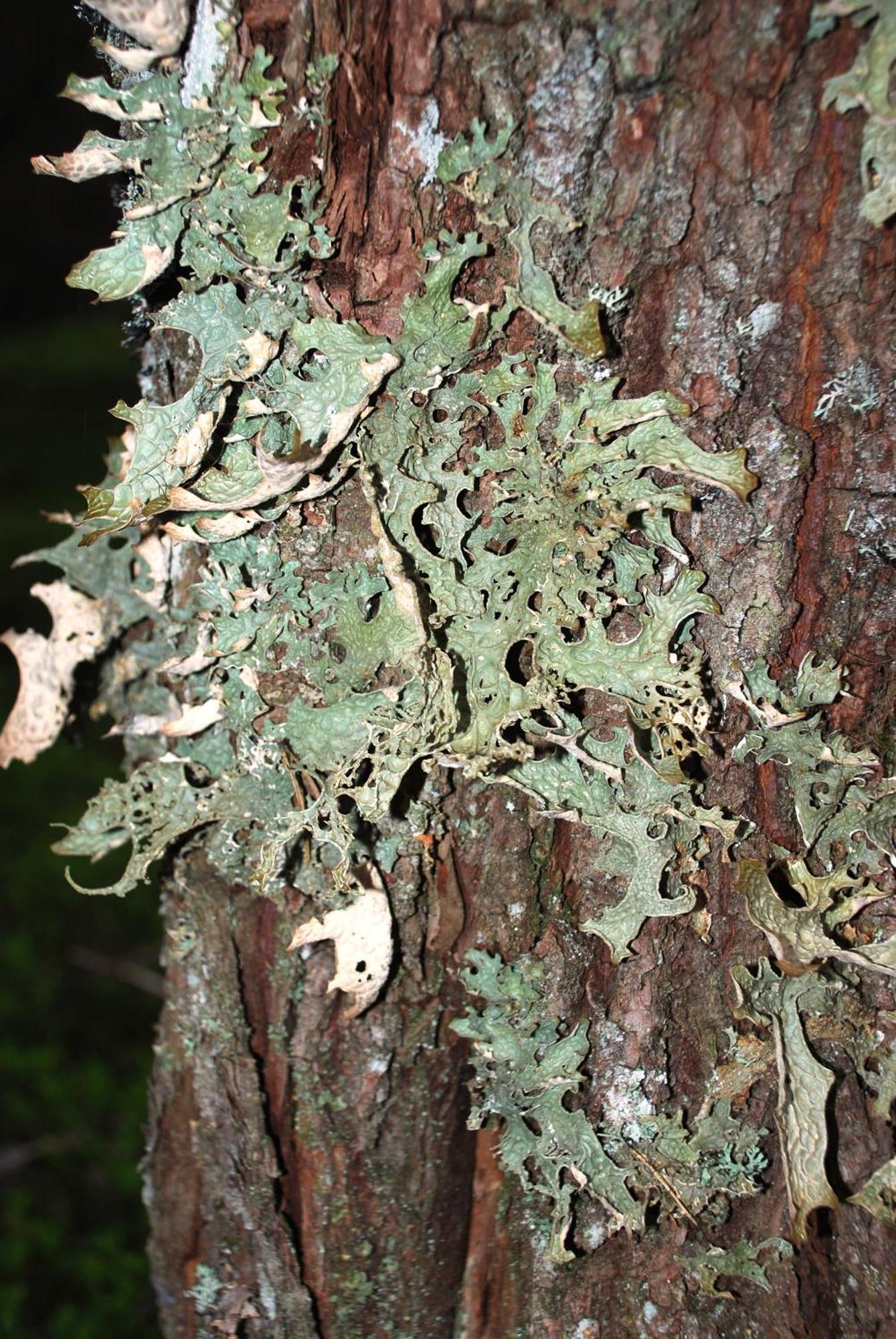 14 - Fulufjellets Nasjonalparker - Natur-, Dyre- Og Fugleopplevelser 特吕西尔 外观 照片