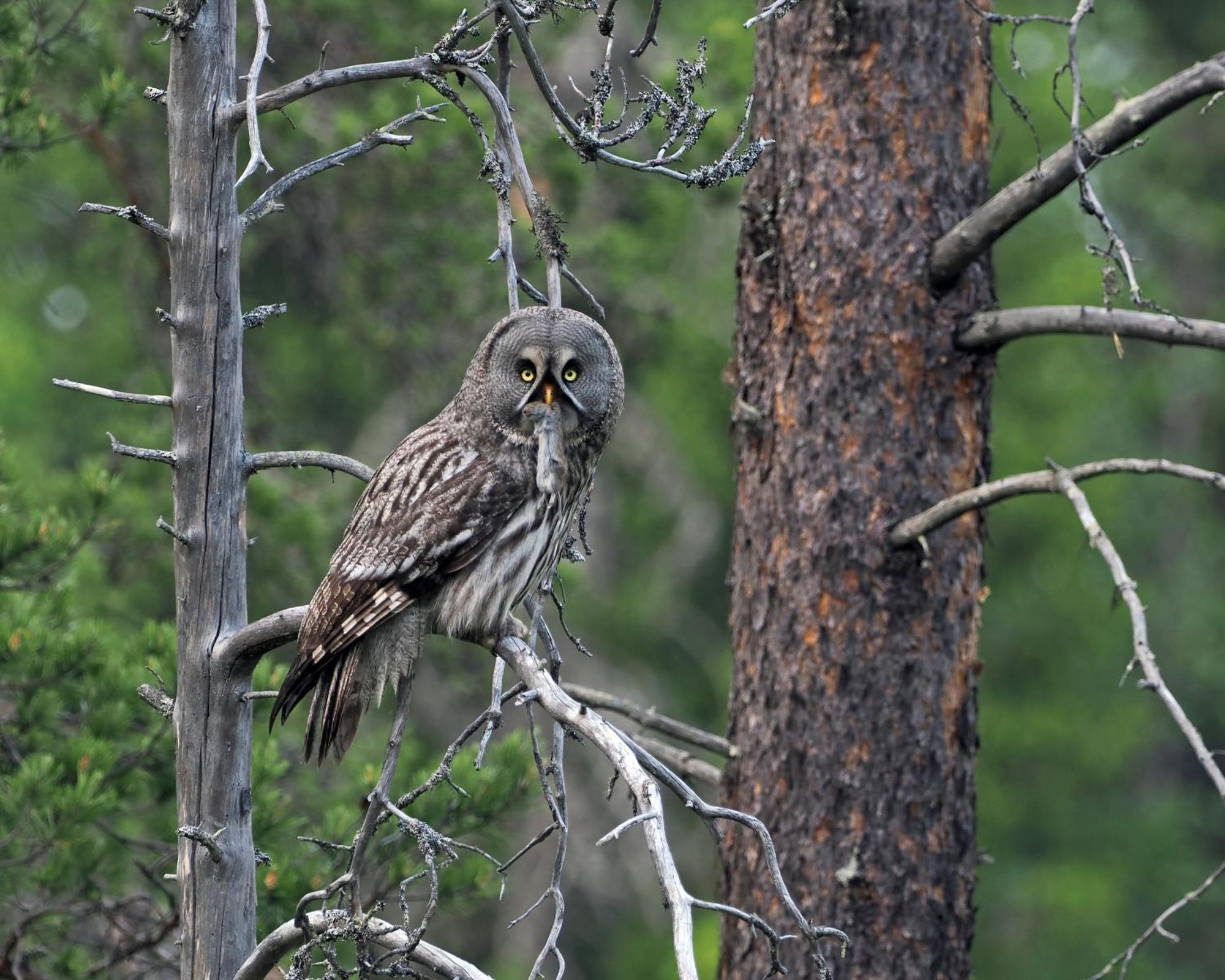14 - Fulufjellets Nasjonalparker - Natur-, Dyre- Og Fugleopplevelser 特吕西尔 外观 照片